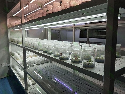 清河植物组织培养实验室设计建设方案